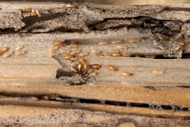 Best Exterminator Services  in Dade City North, FL