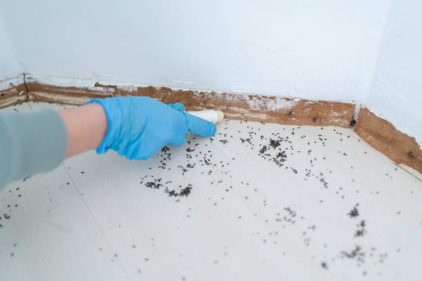 Best Emergency Pest Control  in Dade City North, FL